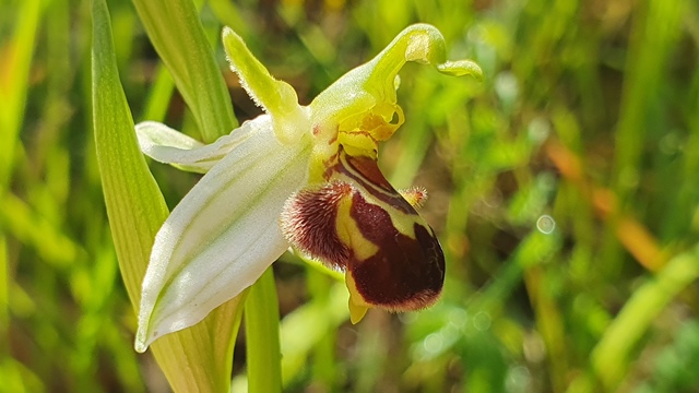 Ophrys apifera var. aurita?