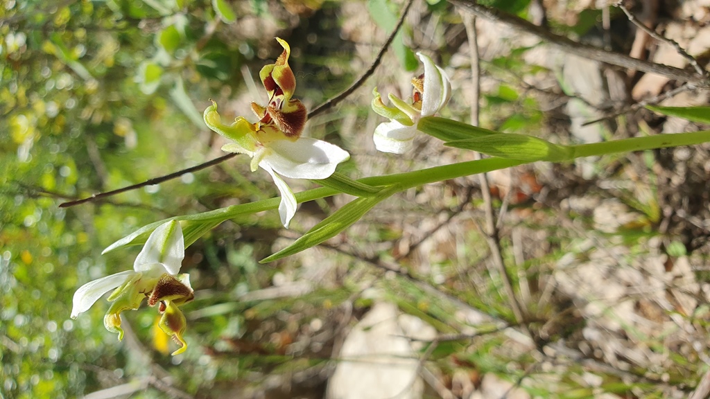 O. apifera anomala o ibrido?