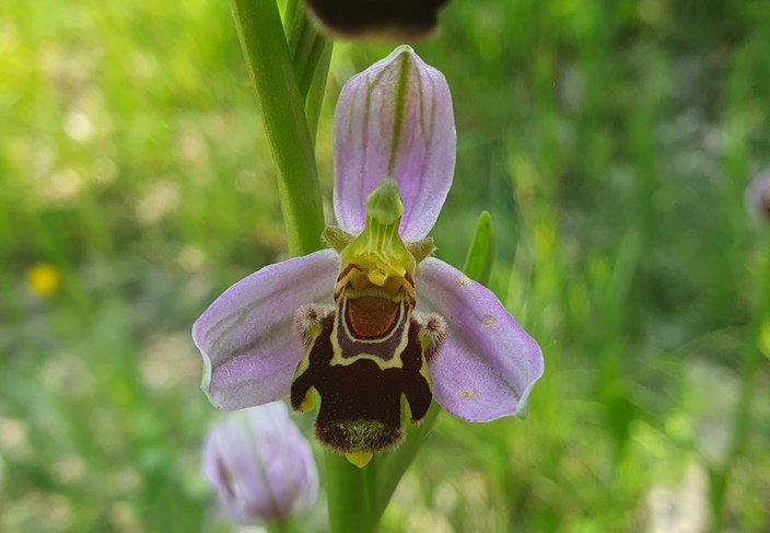 O. apifera trilobata