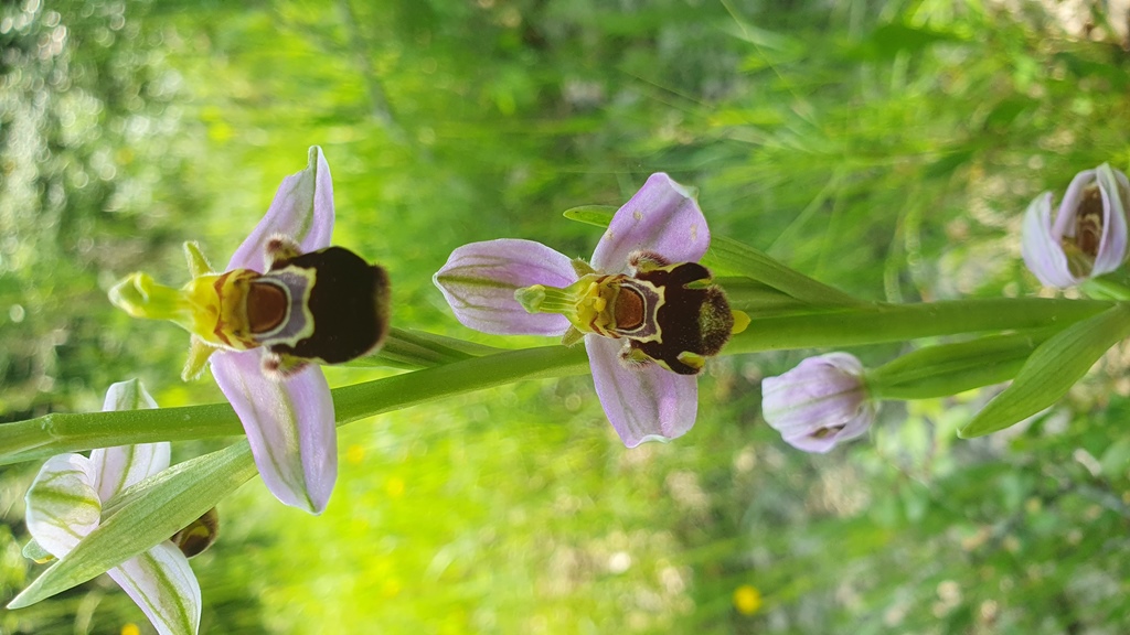 O. apifera trilobata