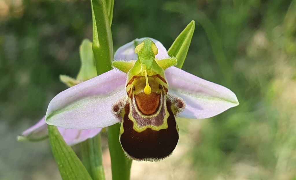 O. apifera trilobata