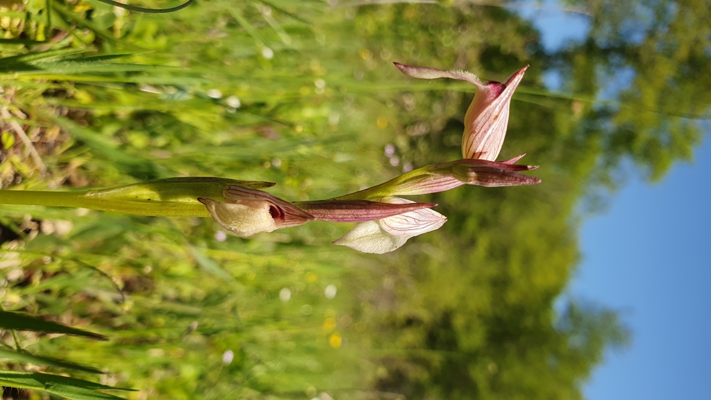 Serapias parviflora?