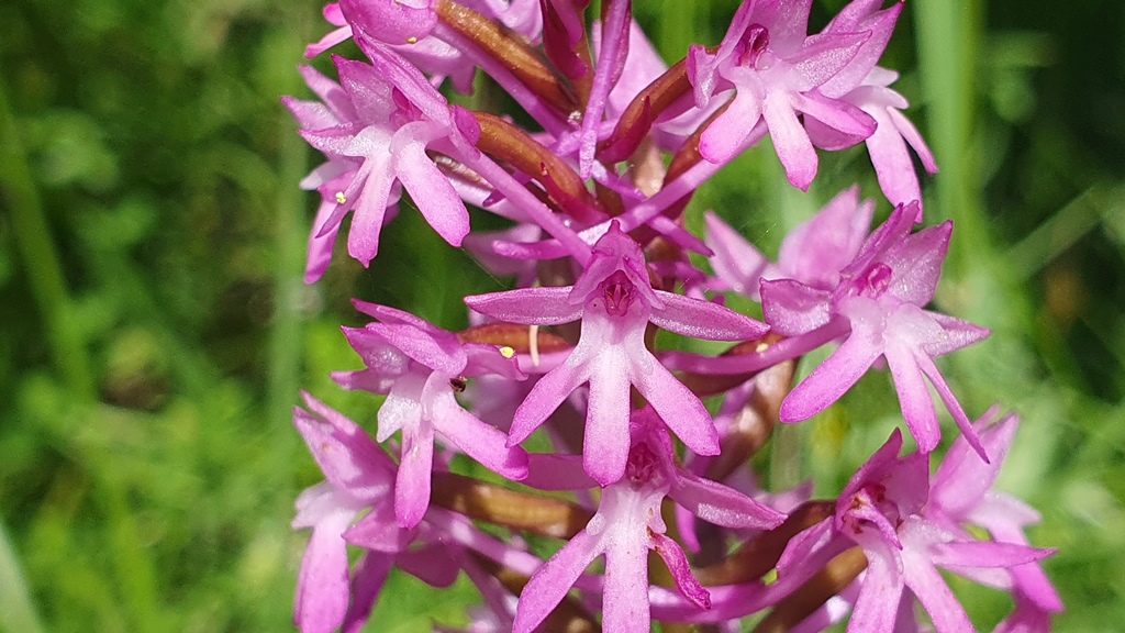 Anacamptis pyramidalis?