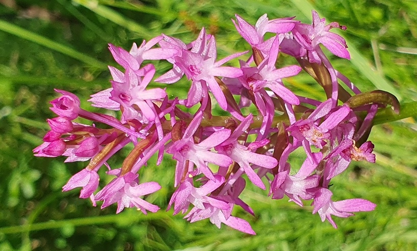 Anacamptis pyramidalis?