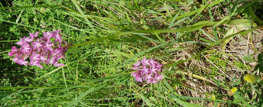 Anacamptis pyramidalis?