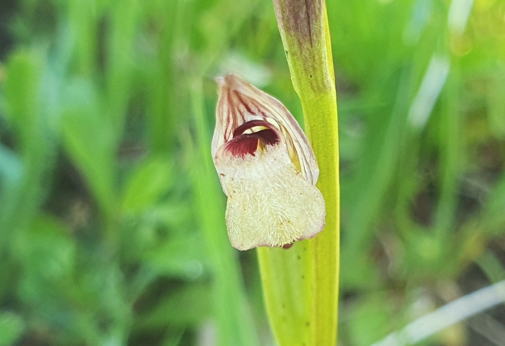 Serapias parviflora?