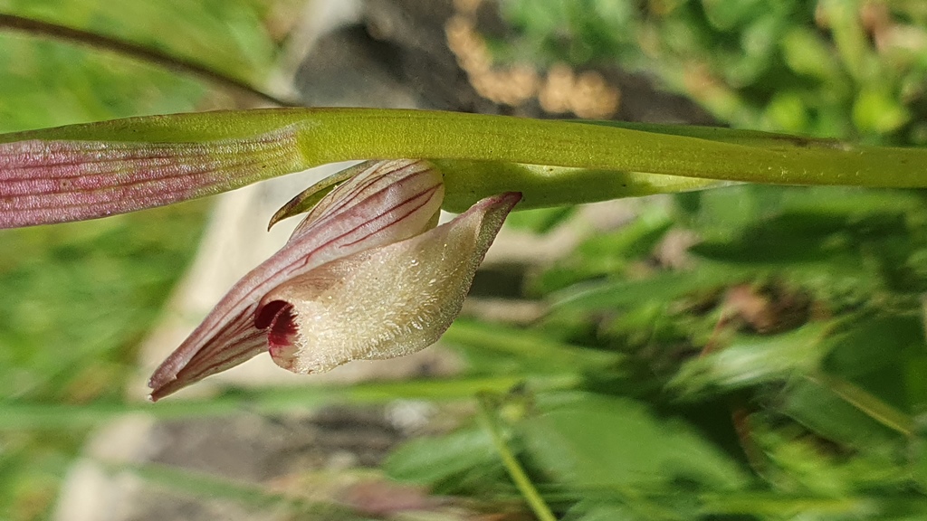 Serapias parviflora?