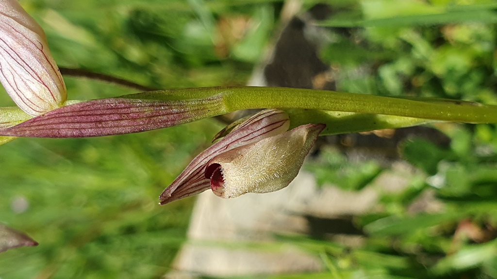 Serapias parviflora?