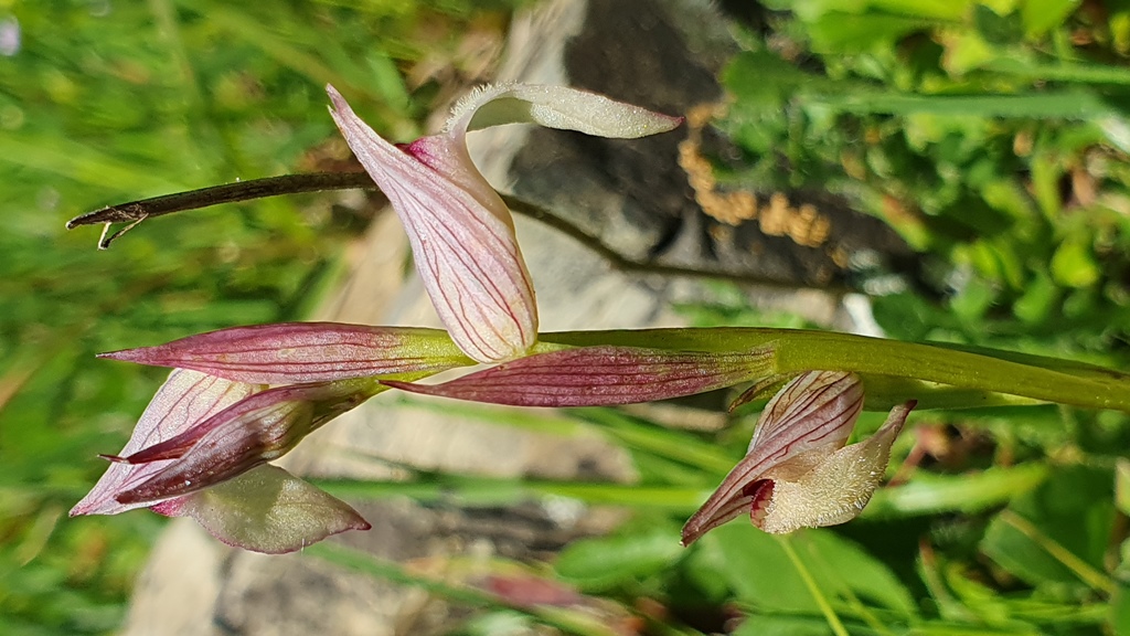 Serapias parviflora?