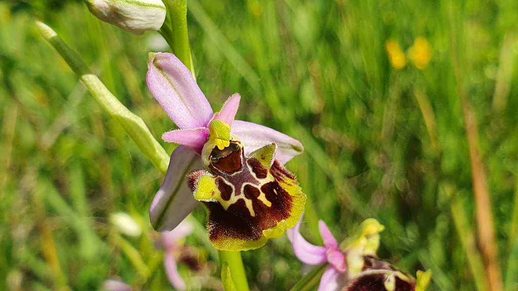ophrys holosericea subsp dinarica?