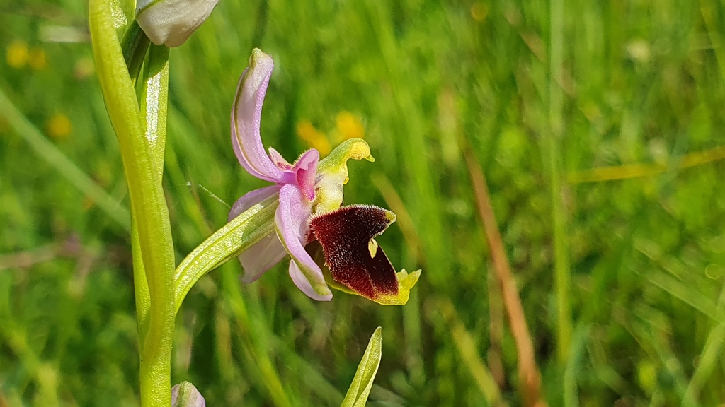 ophrys holosericea subsp dinarica?