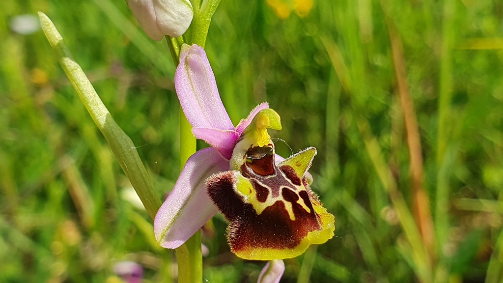 ophrys holosericea subsp dinarica?