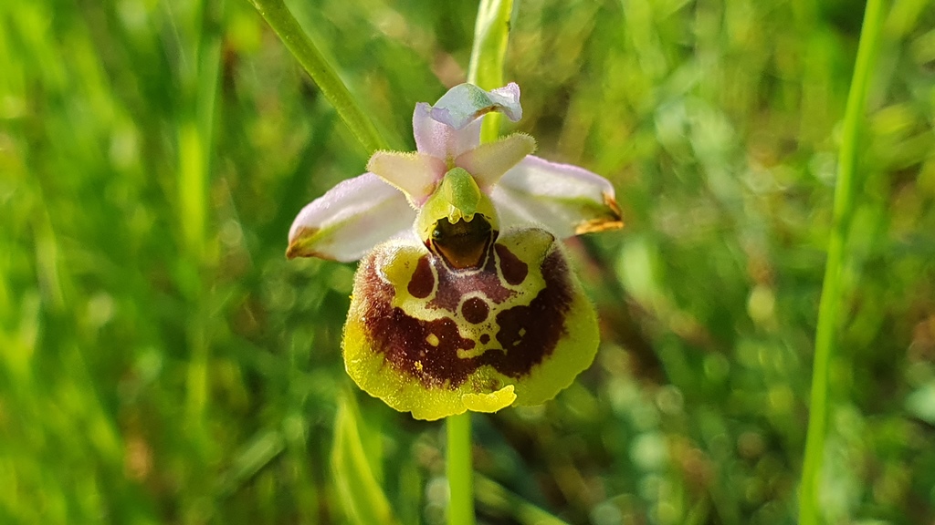 ophrys holosericea subsp gracilis?