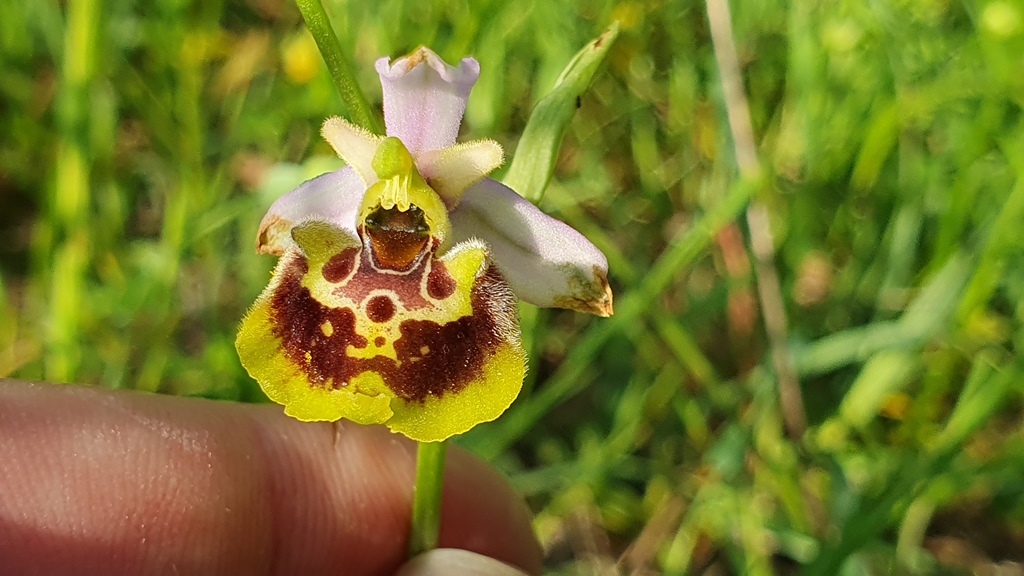ophrys holosericea subsp gracilis?