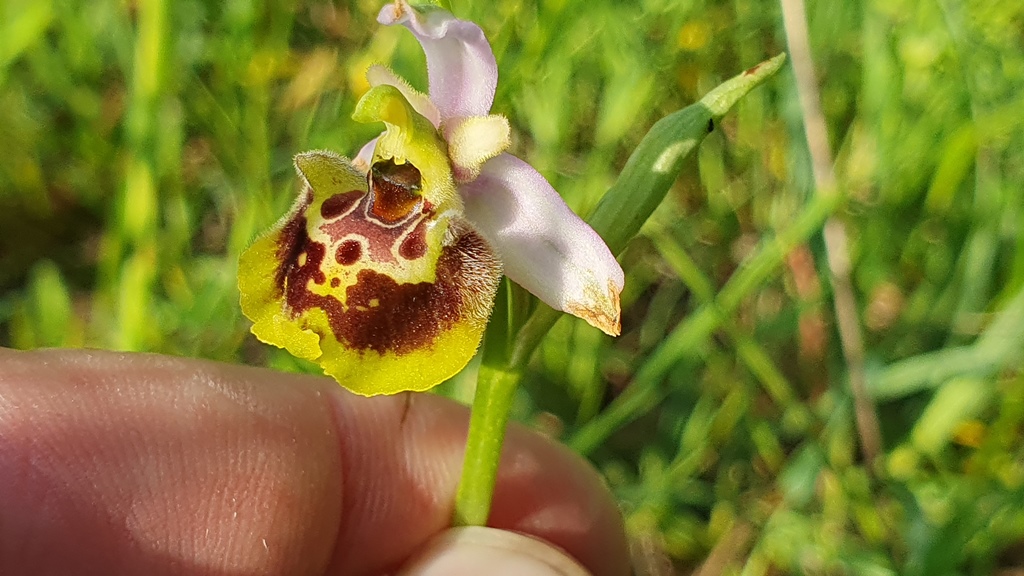 ophrys holosericea subsp gracilis?