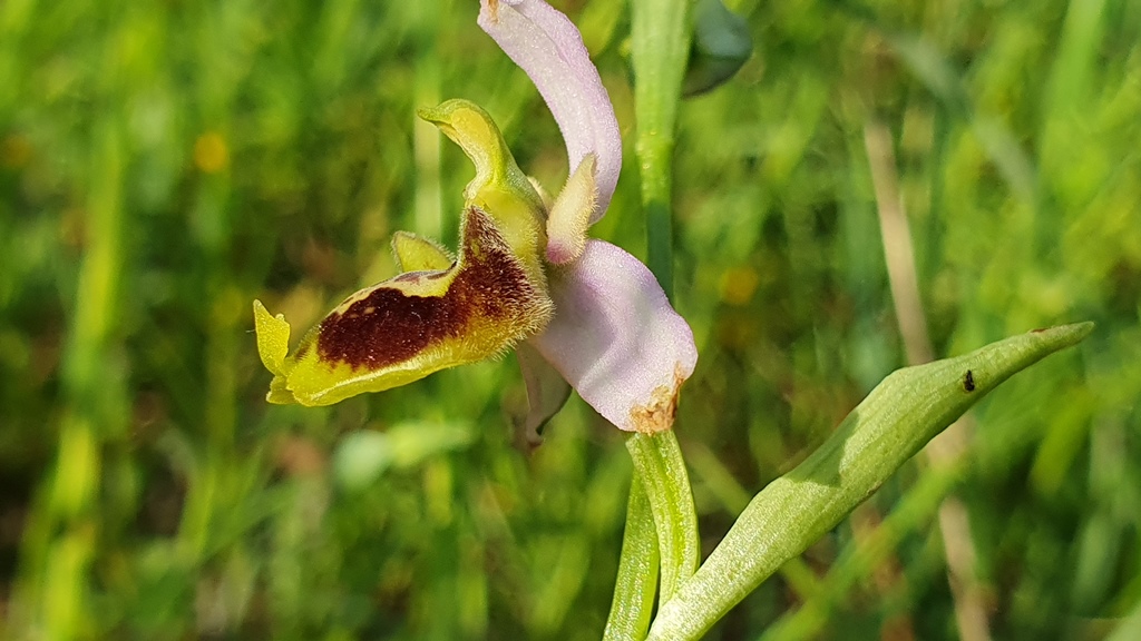 ophrys holosericea subsp gracilis?