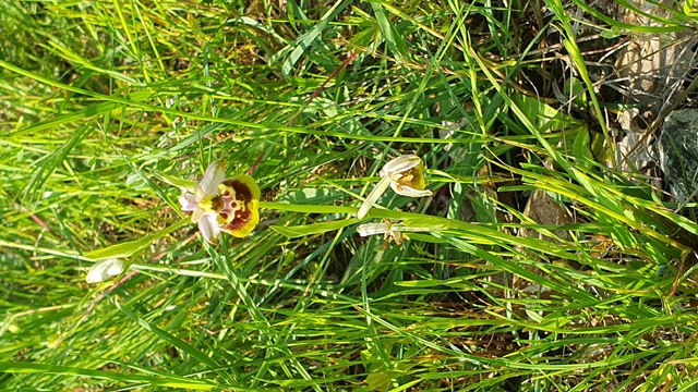 ophrys holosericea subsp gracilis?