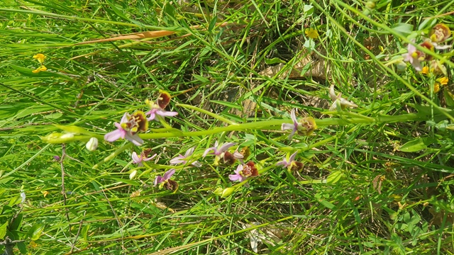ophrys holosericea subsp dinarica?