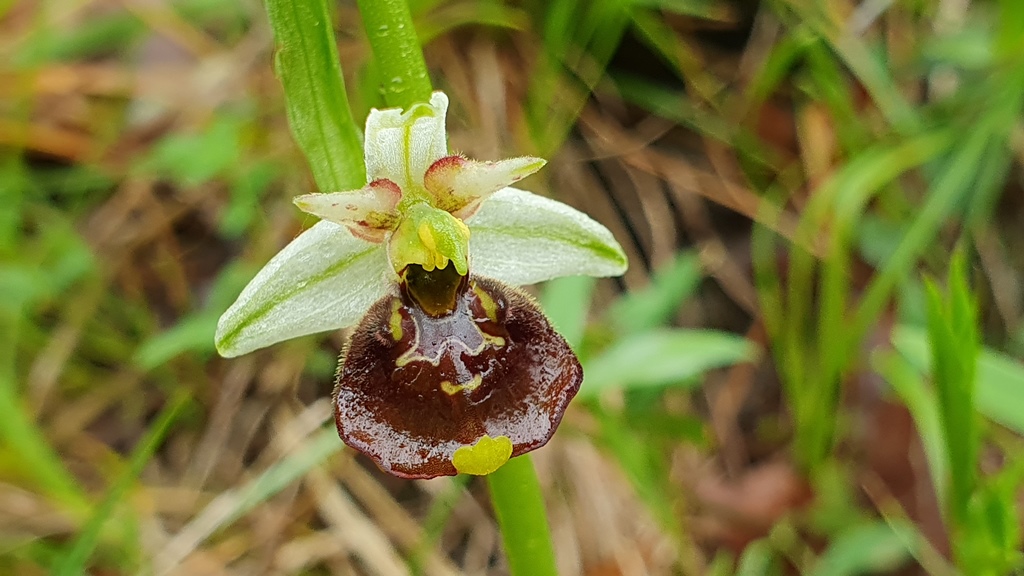 ophrys holosericea subsp. parvimaculata?
