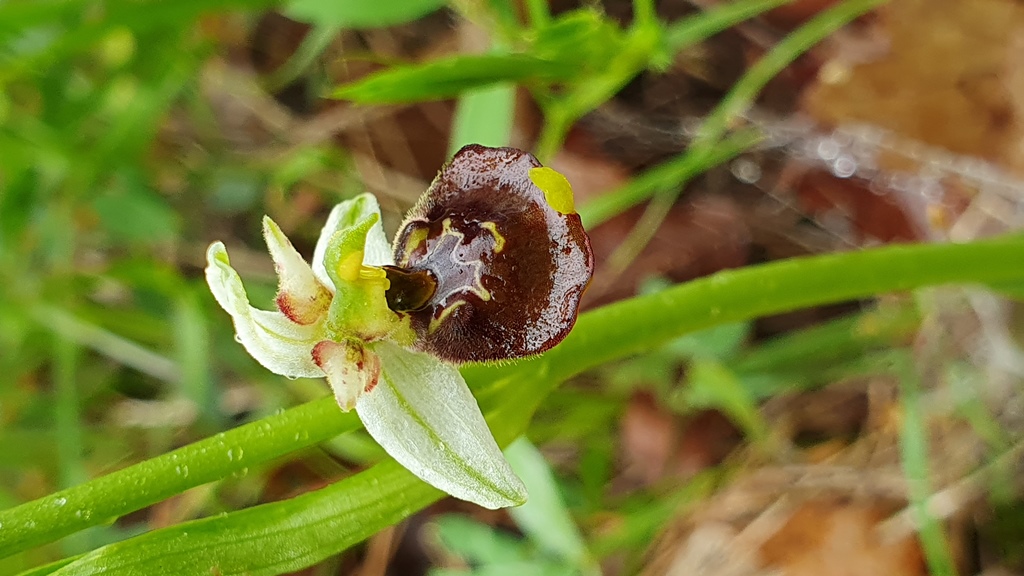ophrys holosericea subsp. parvimaculata?