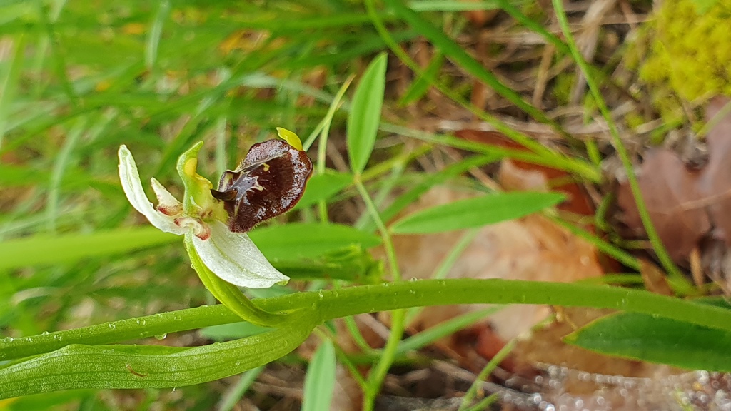 ophrys holosericea subsp. parvimaculata?