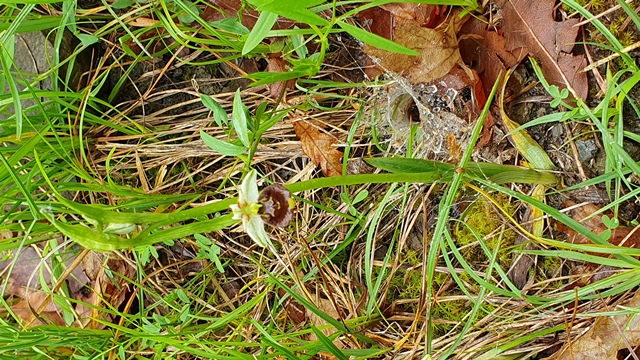 ophrys holosericea subsp. parvimaculata?