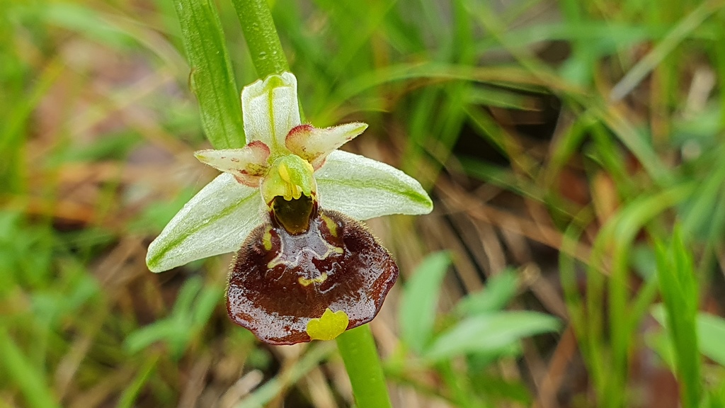 ophrys holosericea subsp. parvimaculata?