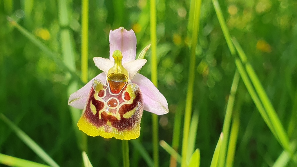 O. Holosericea da determinare