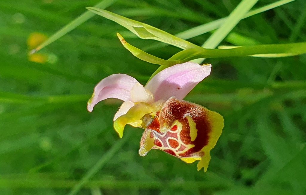 O. Holosericea da determinare