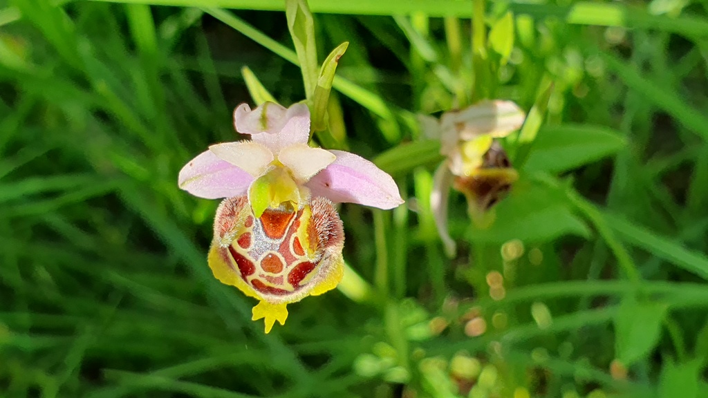 O. Holosericea da determinare