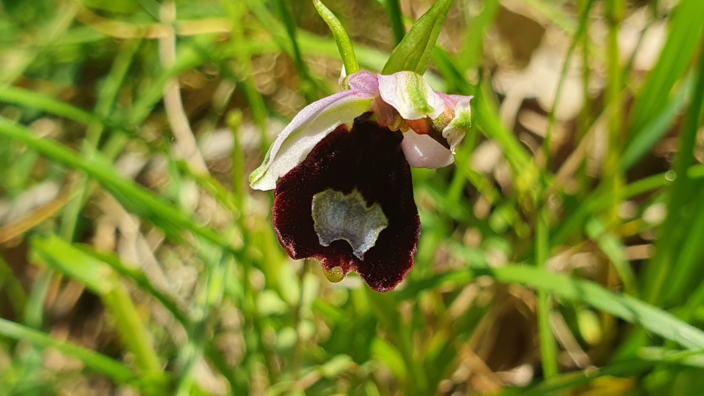 Ophrys bertolonii anomala?