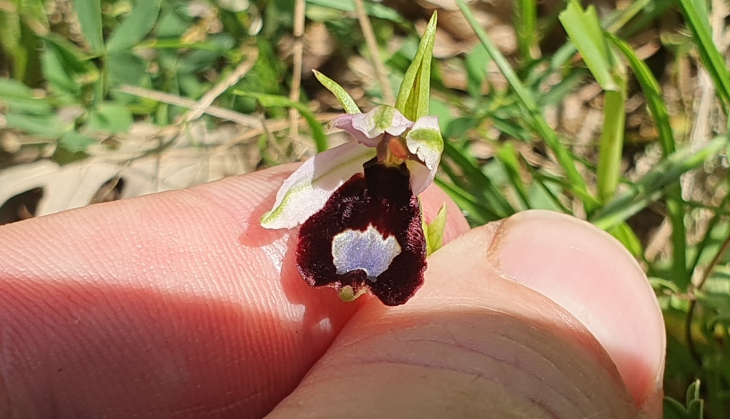 Ophrys bertolonii anomala?