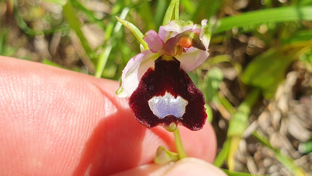 Ophrys bertolonii anomala?
