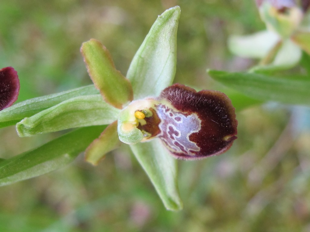 Ophrys sphegodes da determinare