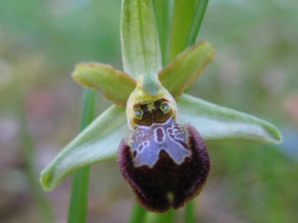 Ophrys sphegodes da determinare