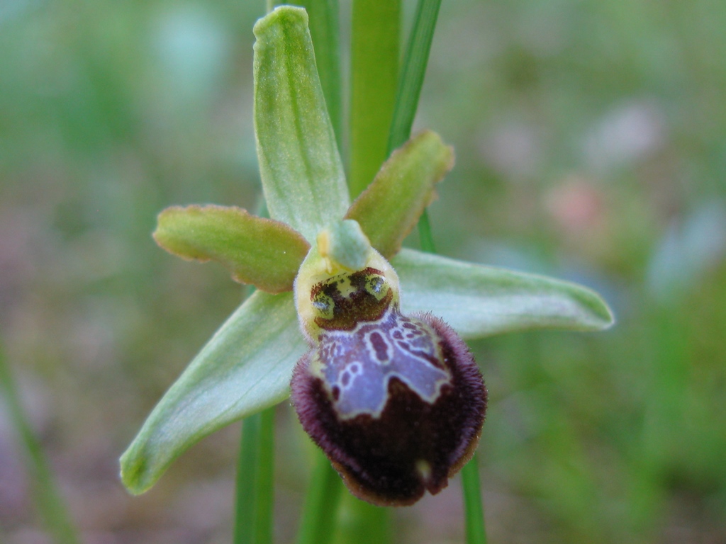 Ophrys sphegodes da determinare