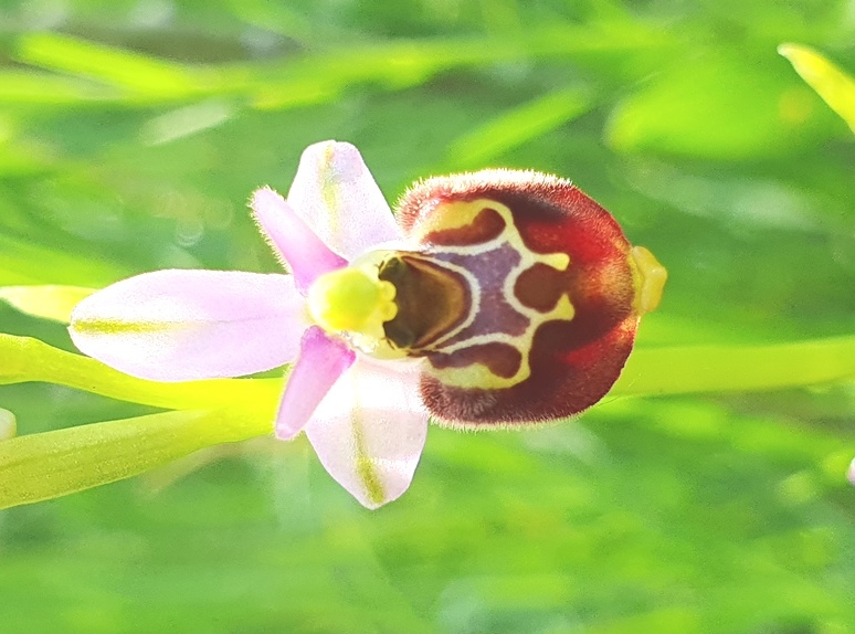 4 esemplari di O. h. subsp gracilis?