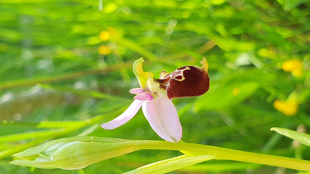 4 esemplari di O. h. subsp gracilis?