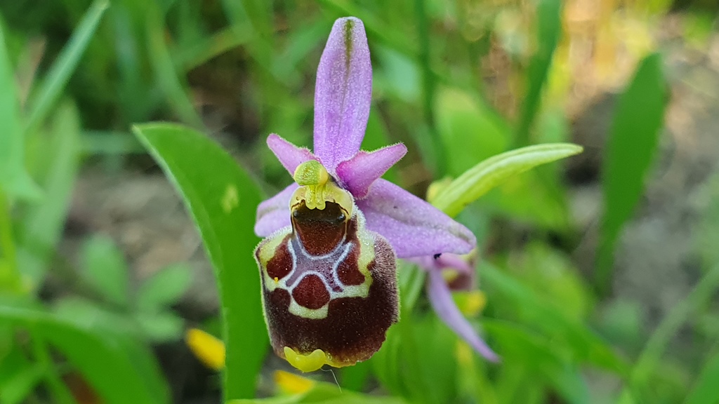 4 esemplari di O. h. subsp gracilis?