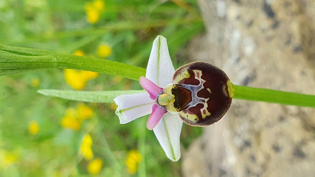 4 esemplari di O. h. subsp gracilis?