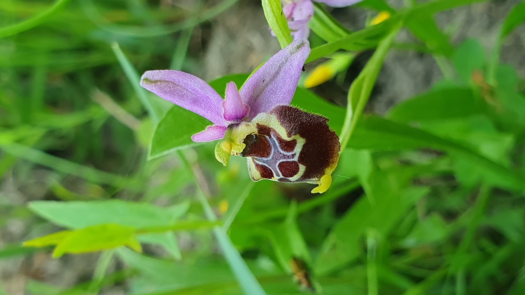 4 esemplari di O. h. subsp gracilis?