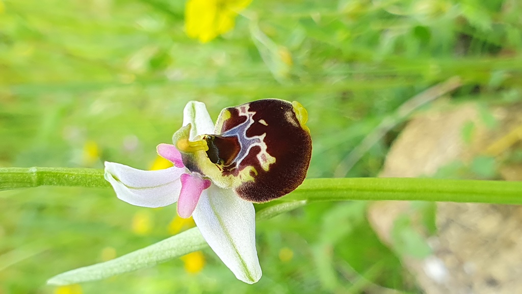4 esemplari di O. h. subsp gracilis?