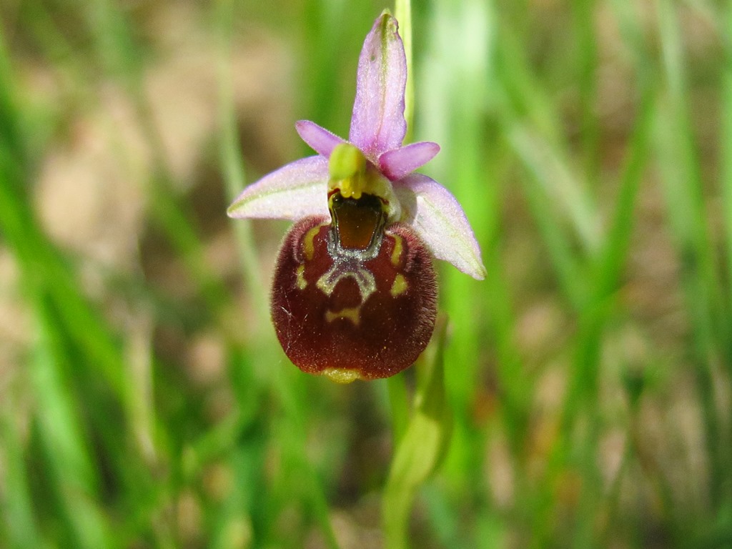 4 esemplari di O. h. subsp gracilis?