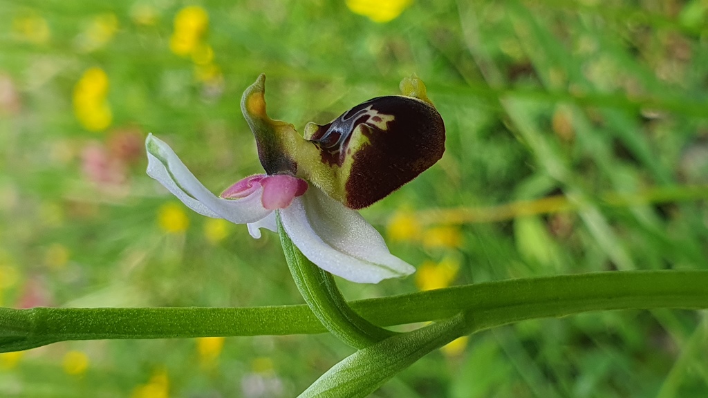 4 esemplari di O. h. subsp gracilis?