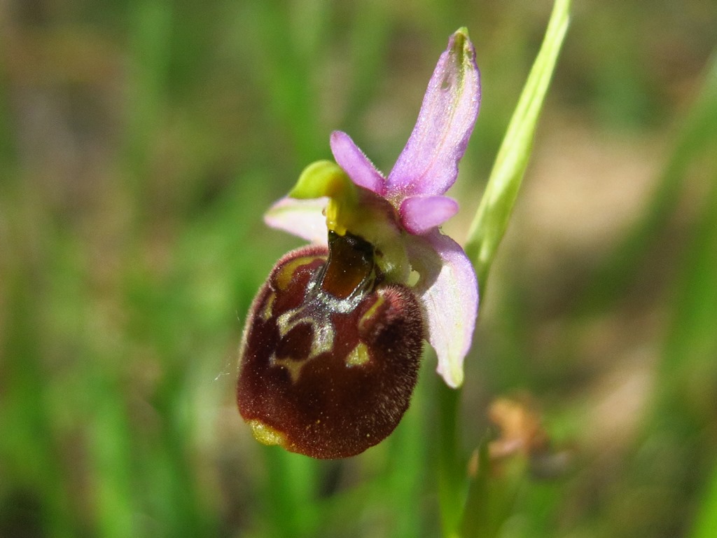 4 esemplari di O. h. subsp gracilis?