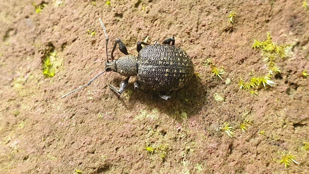 Curculionidae da determinare