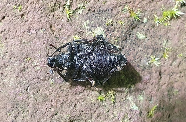 Curculionidae da determinare