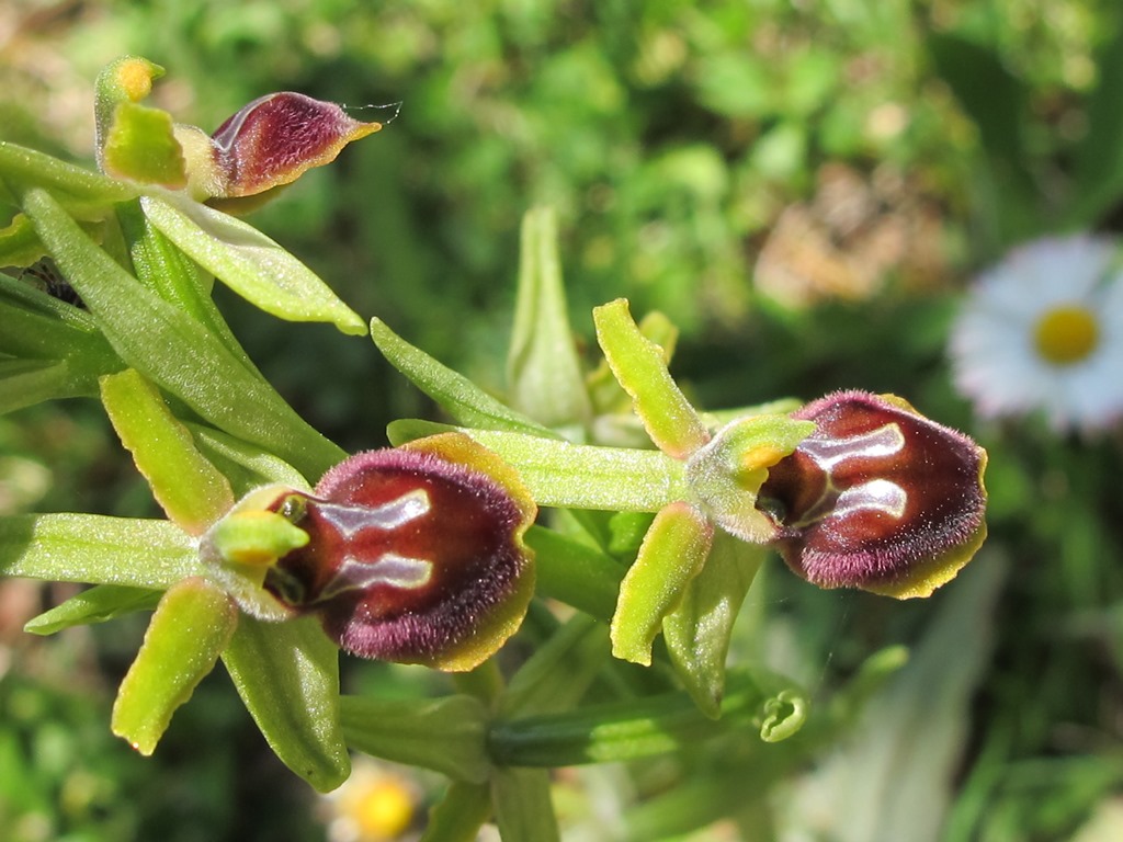 O. sphegodes, subsp da detrminare