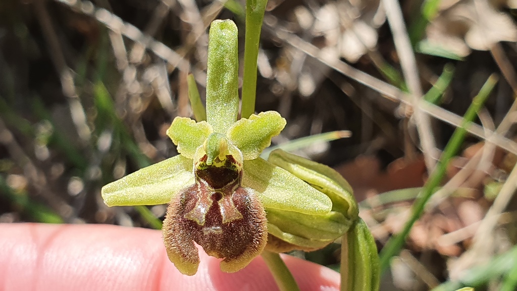 O. sphegodes, subsp da detrminare