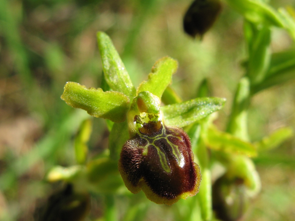 O. sphegodes, subsp da detrminare